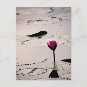 Solo-tus   Cambodia Postcard