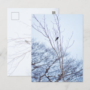 Soloist Postcard