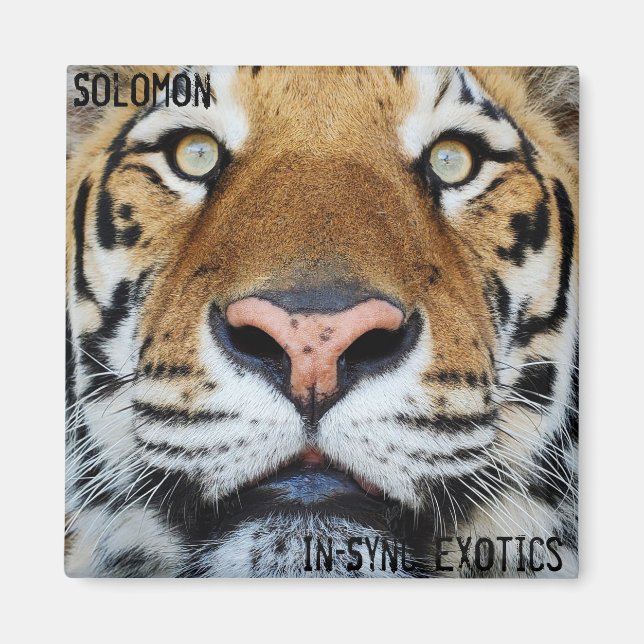 Solomon - magnet (Front)