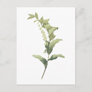 Solomon's seal(Polygonatum multiflorum) by Redouté Postcard