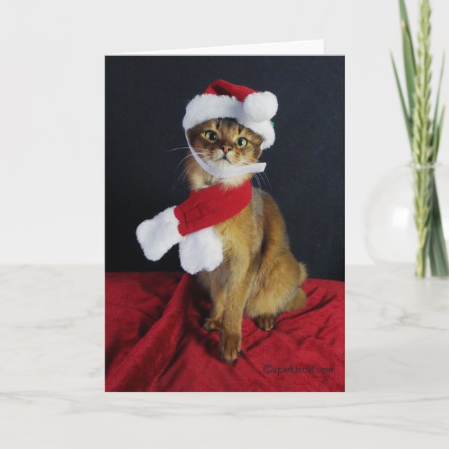 Somali Cat Holiday Greeting Card (Front)
