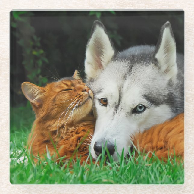 Somali Cat Siberian Husky Cute Friends Huddle Love Glass Coaster (Front)