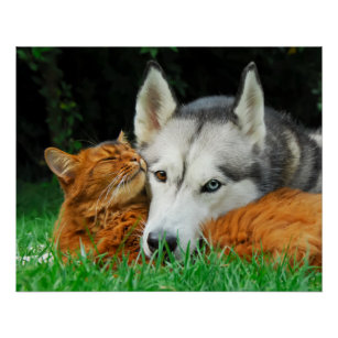Somali Cat Siberian Husky Cute Friends Huddle Love Poster