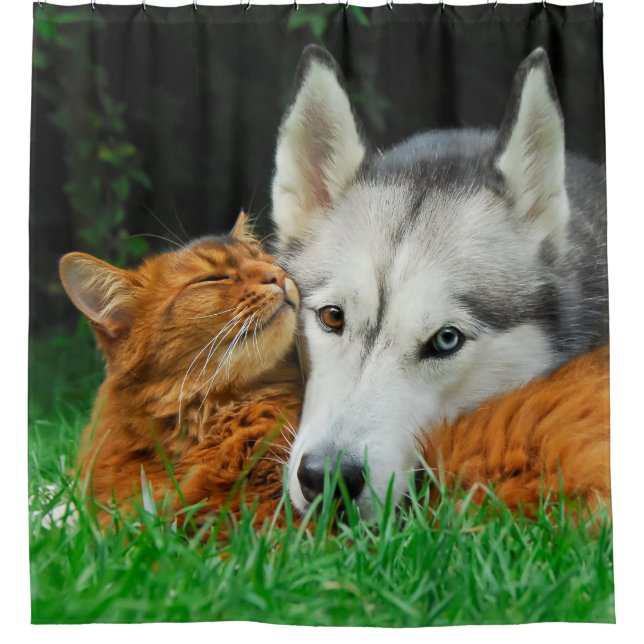 Somali cat Siberian Husky cute friends huddle -Tub Shower Curtain (Front)