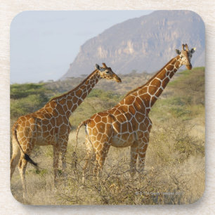 Somali Giraffe, Reticulated Giraffe, Giraffa Coaster