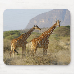 Somali Giraffe, Reticulated Giraffe, Giraffa Mouse Mat