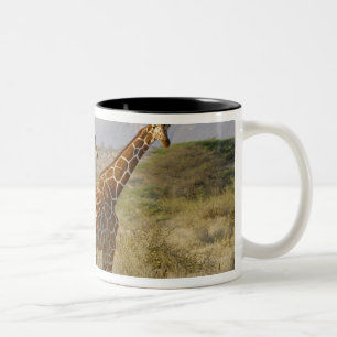Somali Giraffe, Reticulated Giraffe, Giraffa Two-Tone Coffee Mug