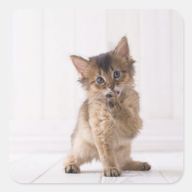 Somali Licking Forefoot Square Sticker (Front)