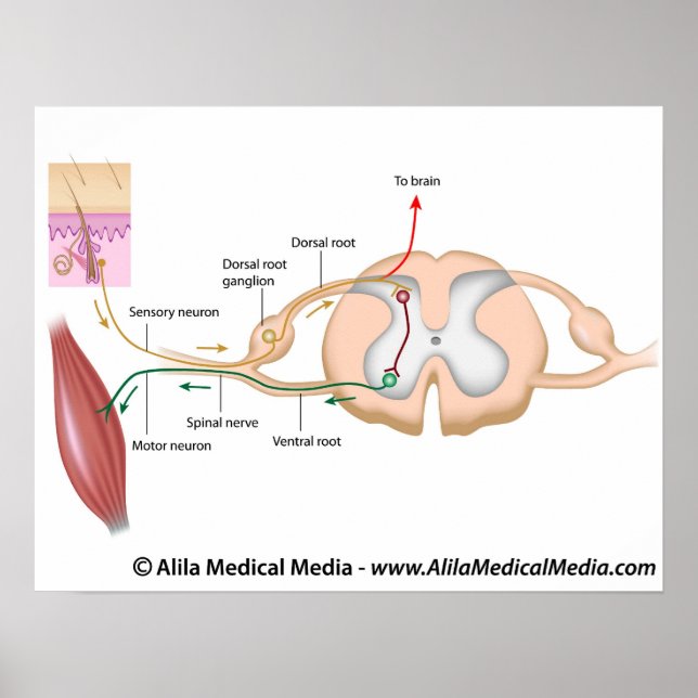 Somatic reflex, labelled diagram. poster (Front)