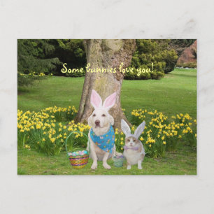 Some bunnies love you! postcard