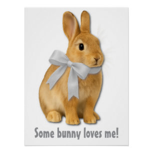 Some bunny loves me! poster