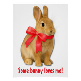 Some bunny loves me! poster