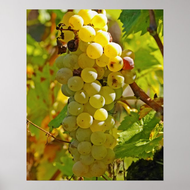 Some Chasselas in the vineyard - planted long Poster (Front)