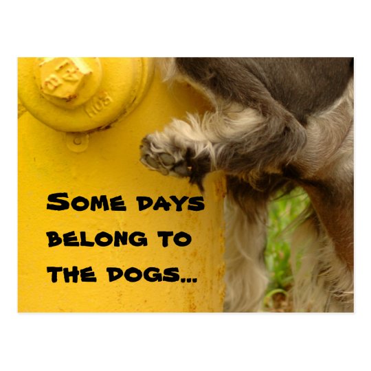 Some days belong to the dogs... postcard