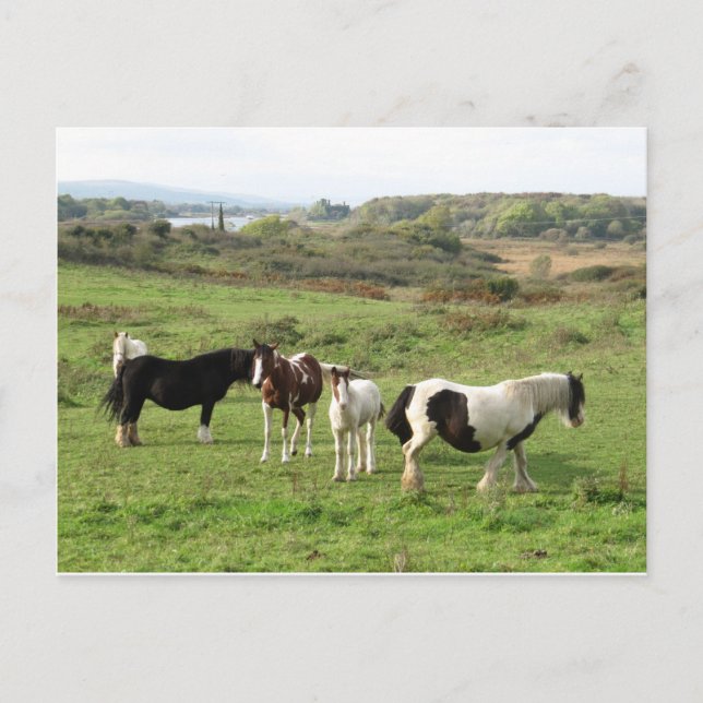 Some Horses Postcard (Front)