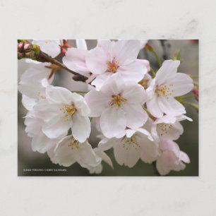 Somei-yoshino: Cherry Blossoms Postcard