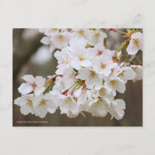 Somei-yoshino: Cherry Blossoms [Postcard] Postcard
