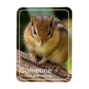 Someone is Watching Chipmunk  Magnet