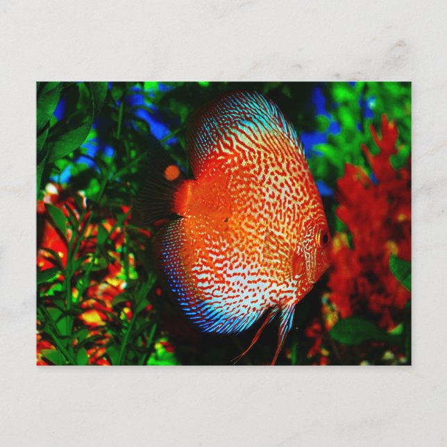 Something Fishy Postcard (Front)