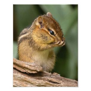 Something Smells Chipmunk Photo Print
