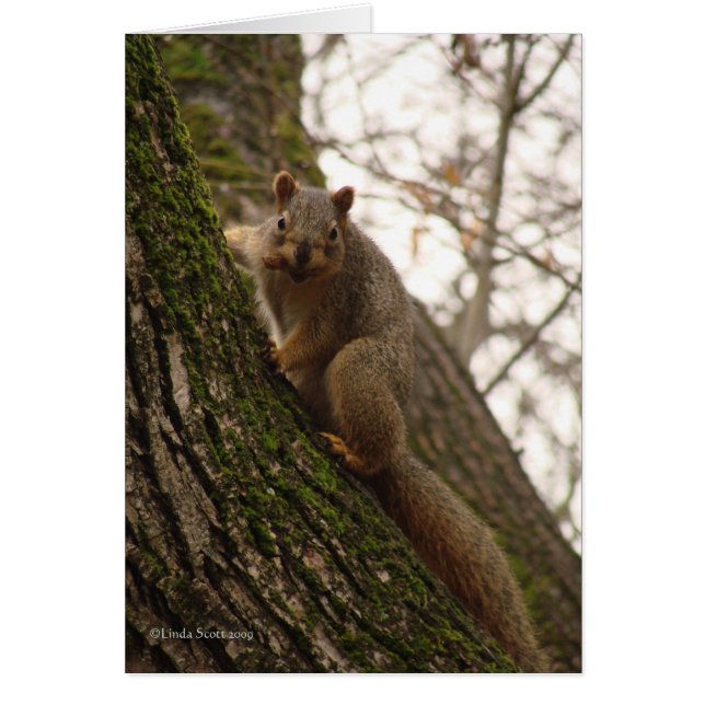 Sometimes you feel like a nut! (Front)