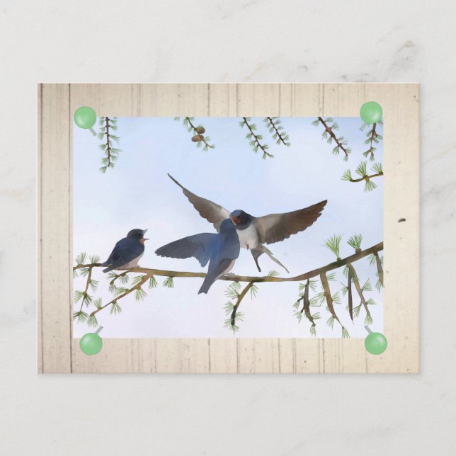Sommerschwalben Postcard (Front)
