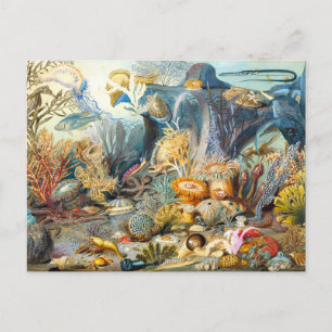 Sommerville Ocean Life Postcard