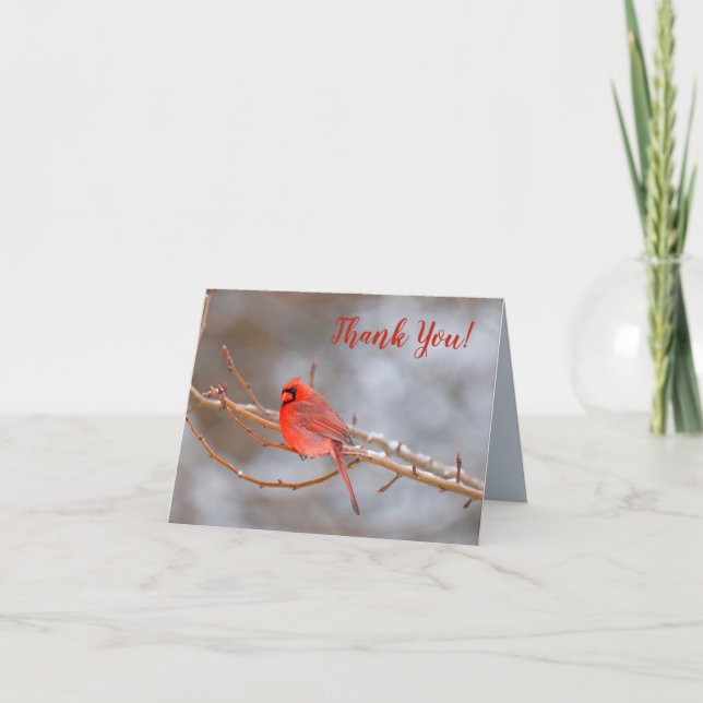 Song Bird Thank You Card Red Cardinal in Tree (Front)