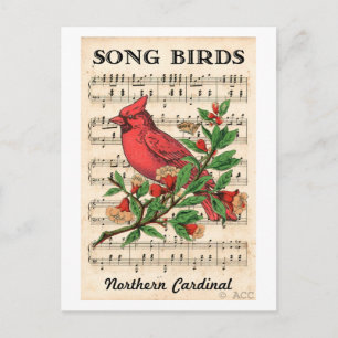 Song Birds Northern Cardinal Postcard