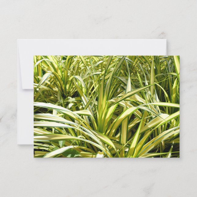 Song of India (Front)