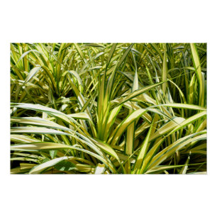 Song of India Poster