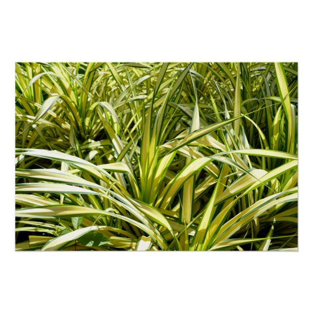 Song of India Poster (Front)