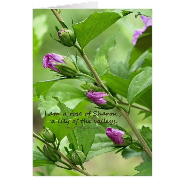 Song of Solomon 2:1 (Front)
