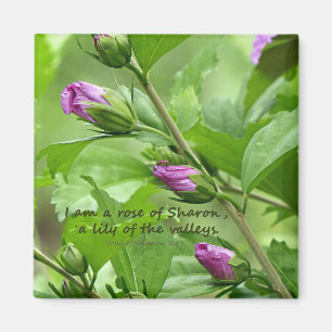 Song of Solomon 2:1 Magnet