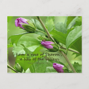 Song of Solomon 2:1 Postcard