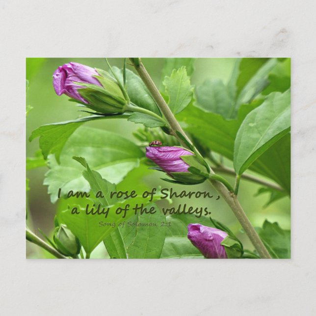 Song of Solomon 2:1 Postcard (Front)