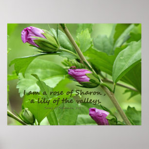 Song of Solomon 2:1 Poster