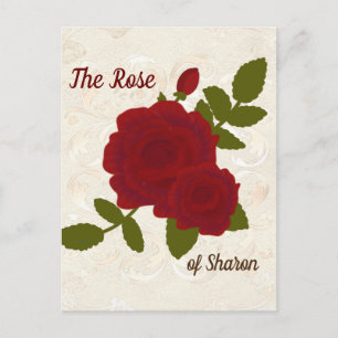 Song of Solomon Rose Designer Postcard