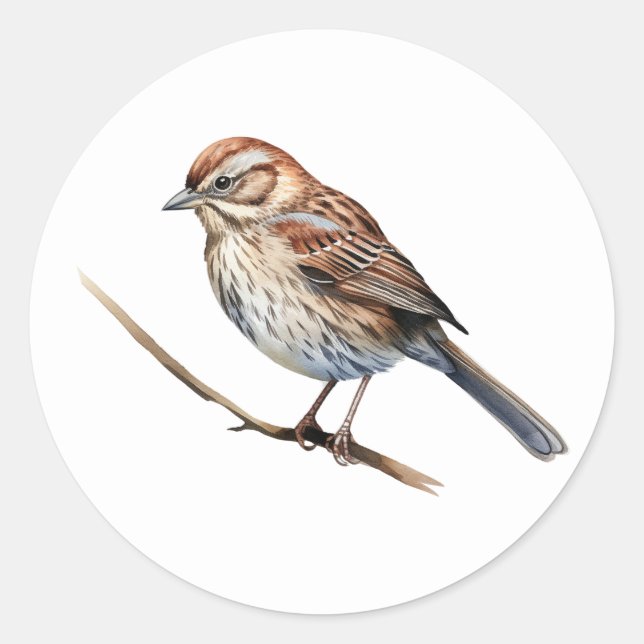 Song Sparrow Bird Stickers (Front)