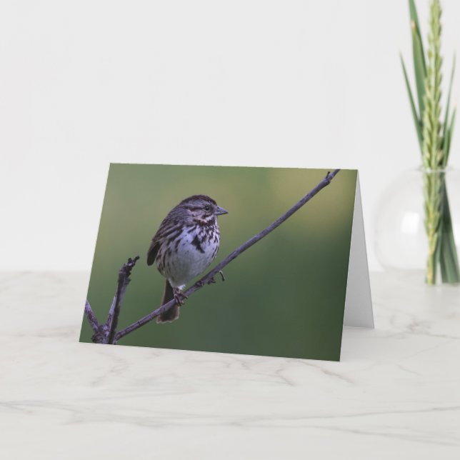 Song Sparrow Card (Front)