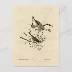 Song Sparrow from Audubon's Birds of America Postcard