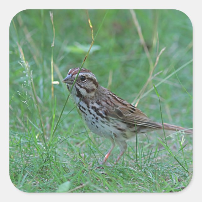 Song sparrow in the grass square sticker (Front)