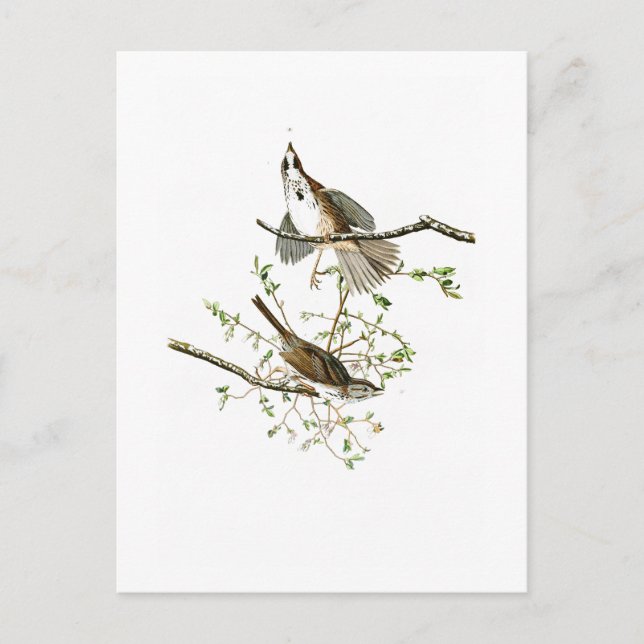 Song Sparrow John James Audubon Birds of America Postcard (Front)