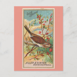 Song Sparrow Postcard