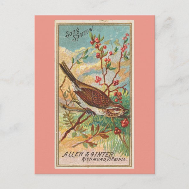 Song Sparrow Postcard (Front)