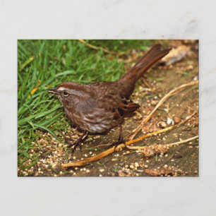 Song Sparrow Postcard