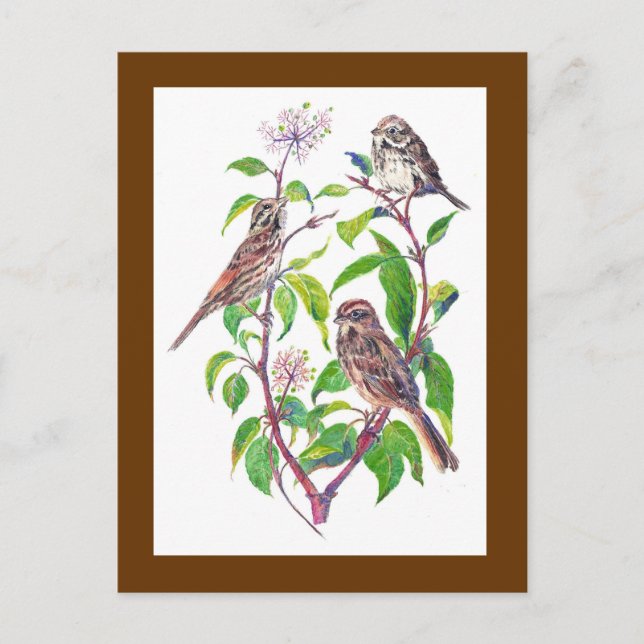 Song Sparrows, Cute Birds, Nature, Wildlife Postcard (Front)