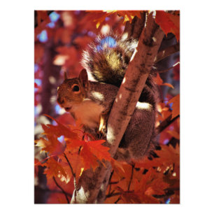 "Song Squirrel" Photo Print