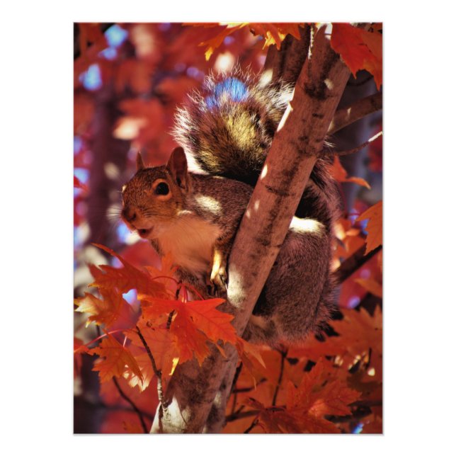 "Song Squirrel" Photo Print (Front)