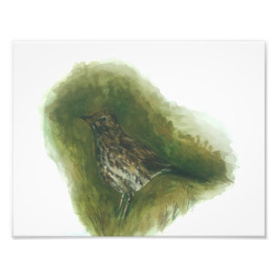 Song thrush garden bird watercolour print